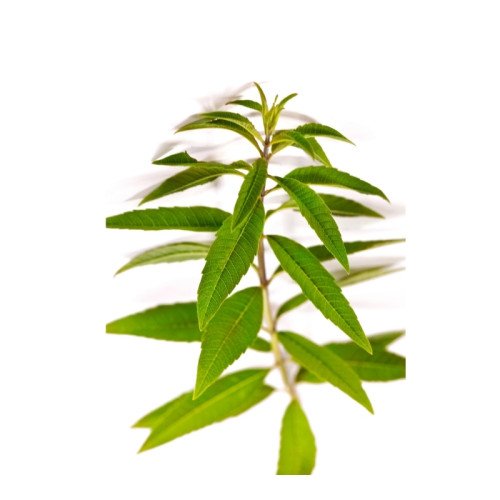 Verveine Fraîche