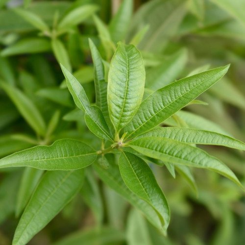 Verveine Fraîche