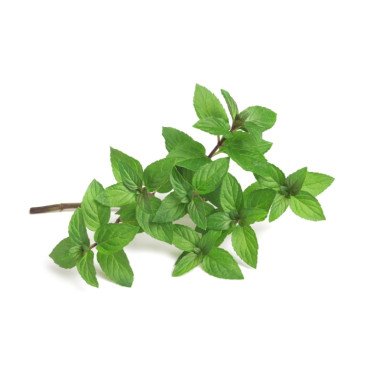 Menthe Poivrée Fraîche