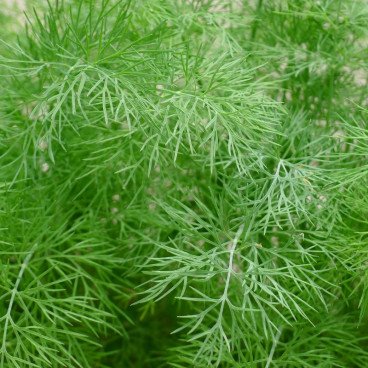 Aneth Frais