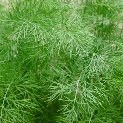 Aneth Frais