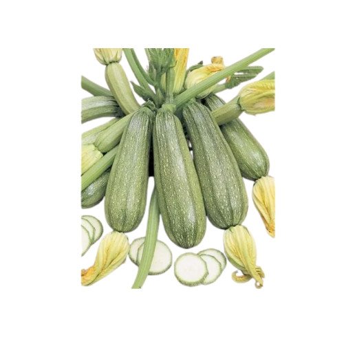 Courgette Verte d'Alger