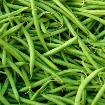 Courgette Verte d'Alger