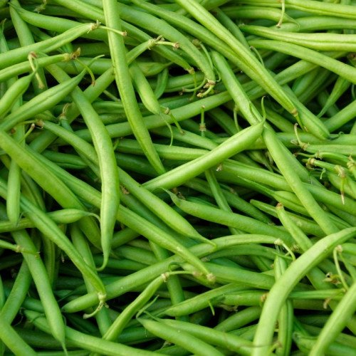 Courgette Verte d'Alger