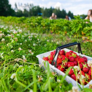 Fraises