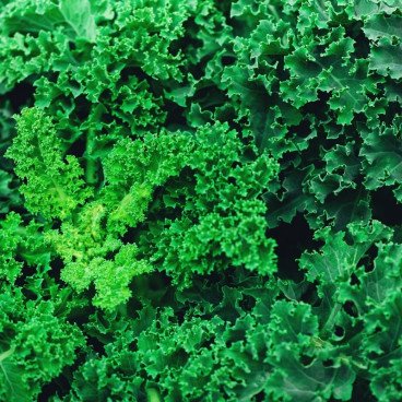 Chou Kale Frisé Vert