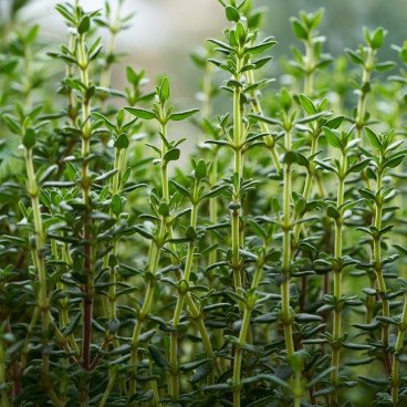 Thym Citronné Frais