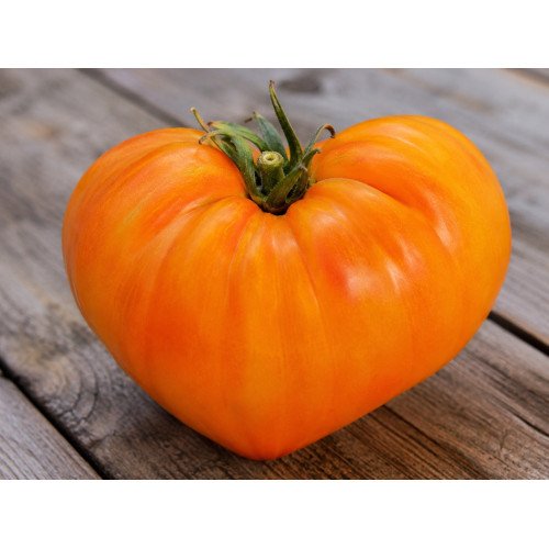 Tomate Cœur de Bœuf Orange