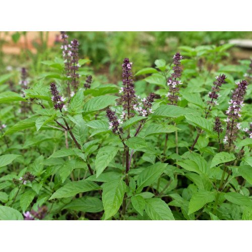 Basilic Cannelle Frais
