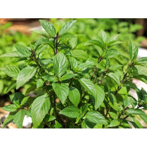 Basilic Cannelle Frais
