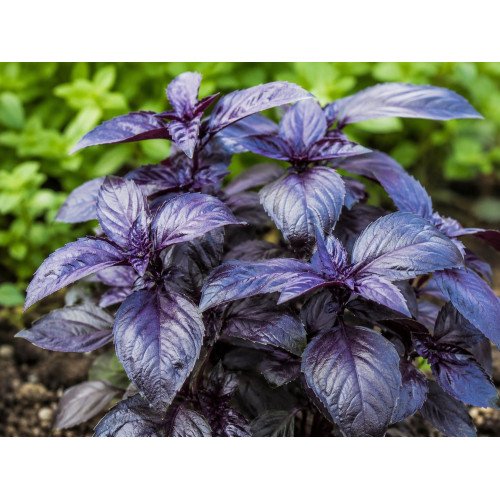 Basilic Violet Frais