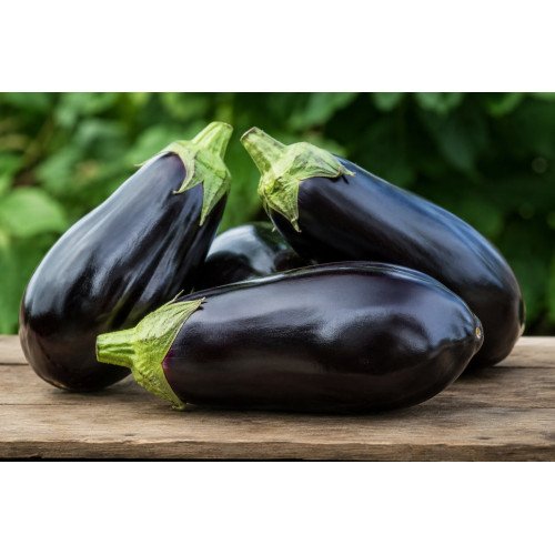 Aubergine Black Beauty