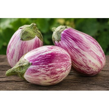 Aubergine Rosa Bianca