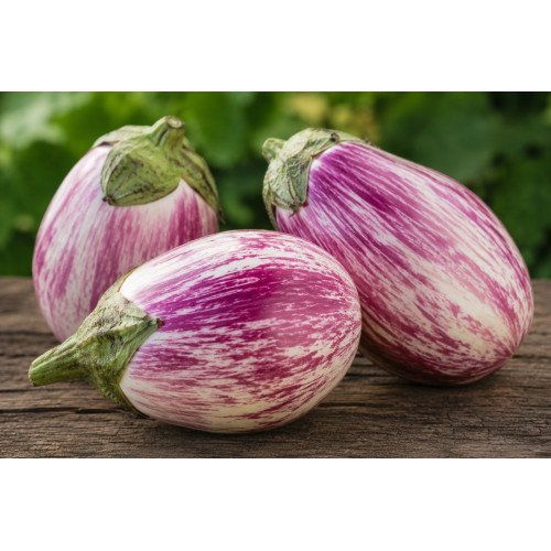 Aubergine Rosa Bianca