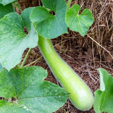 Courge Slaoui