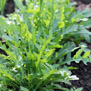 Roquette Cultivée