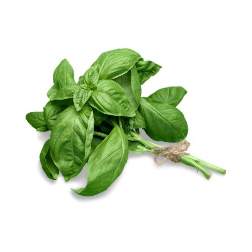 Basilic Grand Vert Frais
