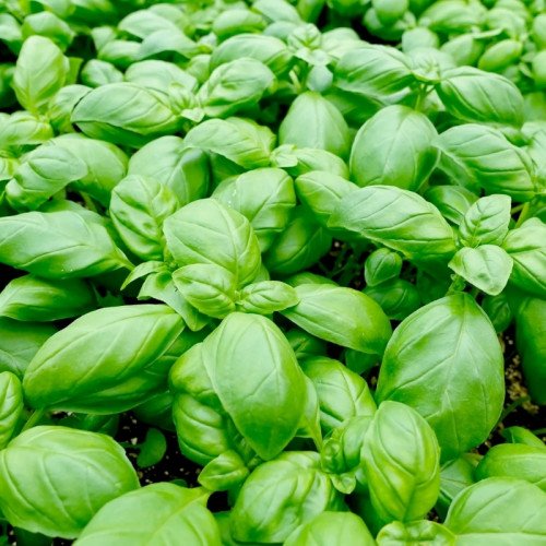 Basilic Grand Vert Frais