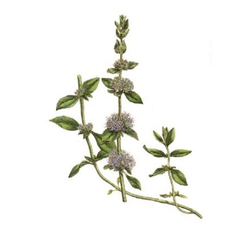 Menthe Pouliot Fraîche