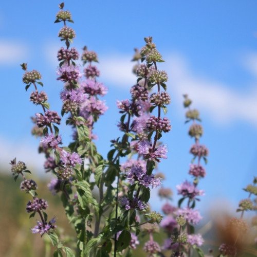 Menthe Pouliot Fraîche