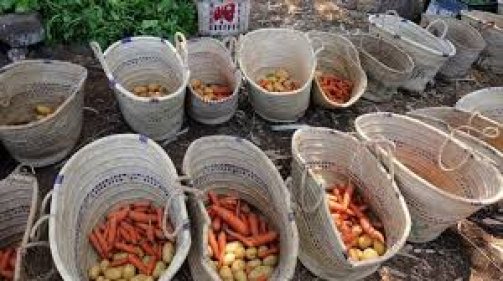 Maximisez la Densité de Nutriments de vos Aliments